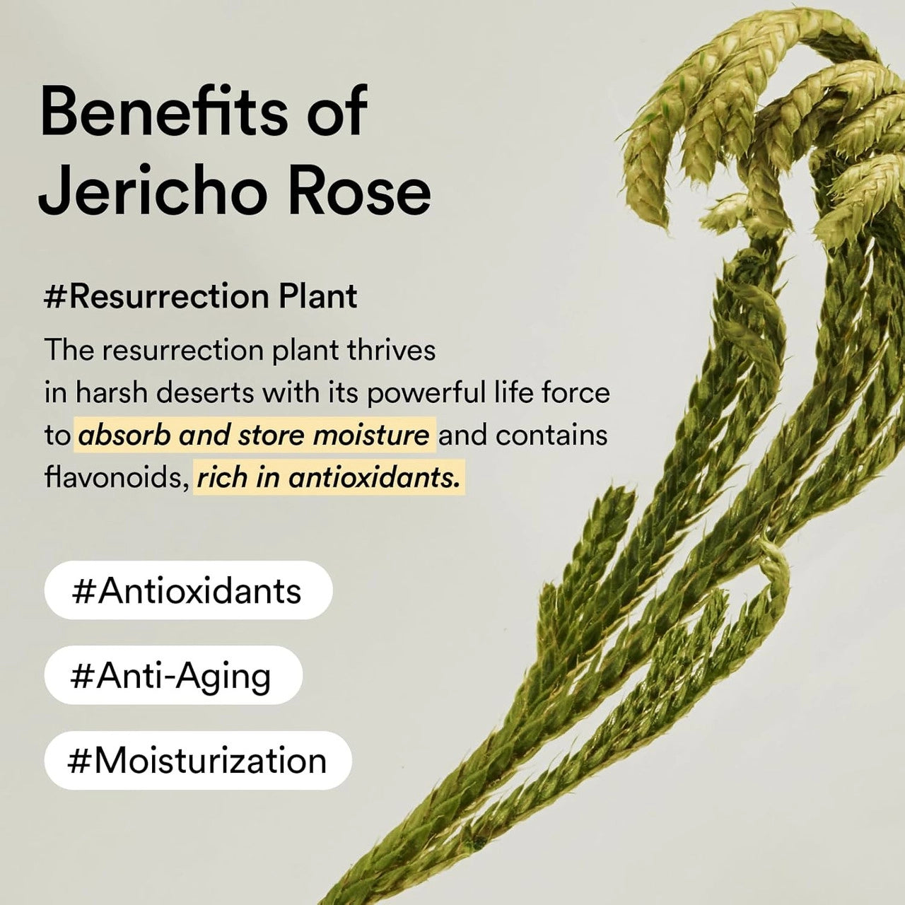 現貨|ABIB 復活草膠原蛋白眼膜 Collagen Eye Patch Jericho Rose Jelly 60pads